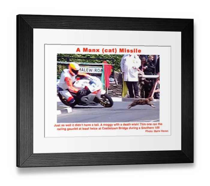 Framed Print : A Manx (cat) Missile Framed Print : A Manx (cat) Missile