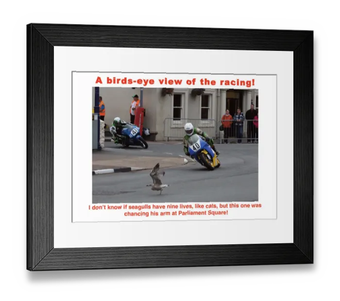 Framed Print : EX TT 2016 seagull