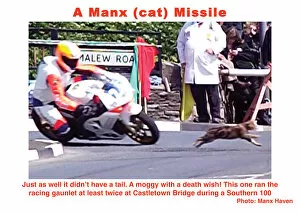 Images Dated 10th November 2019: A Manx (cat) Missile